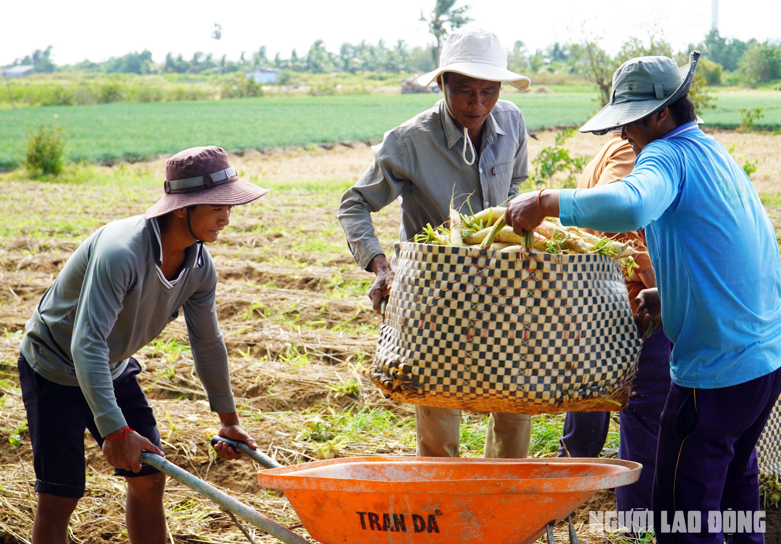 Nông dân Sóc Trăng thu hoạch củ cải dịp Tết - Ảnh 4.