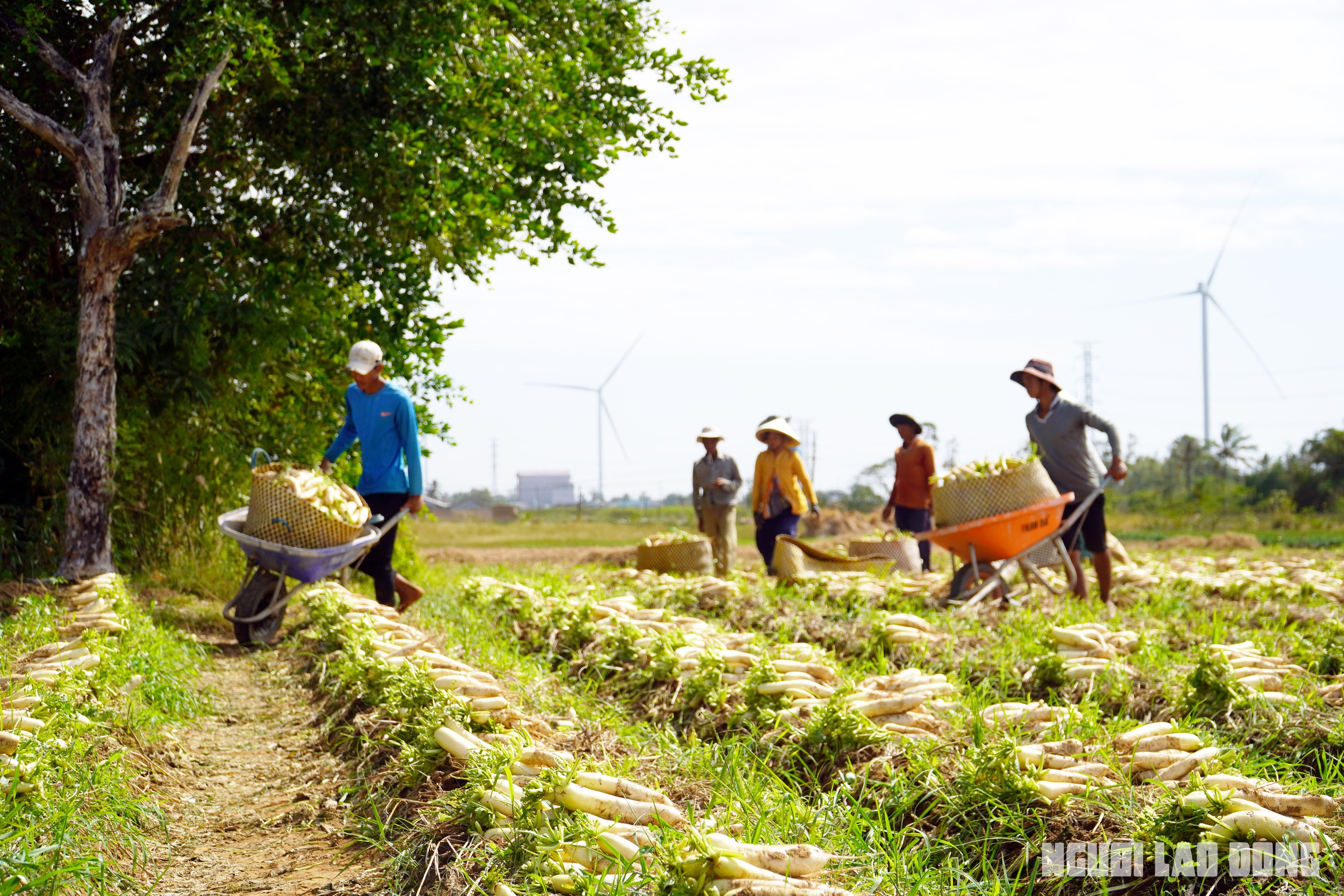 Nông dân Sóc Trăng thu hoạch củ cải dịp Tết - Ảnh 5.