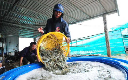 Con đường nông sản mới