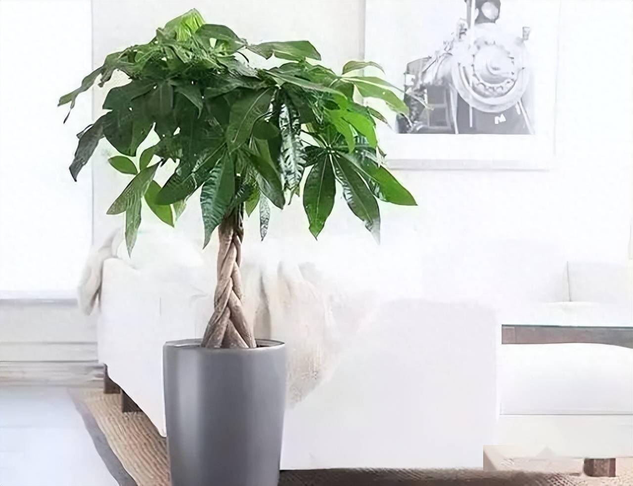 Trồng c&acirc;y cảnh trong nh&agrave; kh&ocirc;ng chỉ trang tr&iacute; cho kh&ocirc;ng gian th&ecirc;m xanh tươi m&agrave; c&ograve;n mang &yacute; nghĩa về mặt phong thủy. Ảnh: Sohu