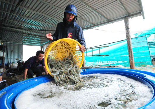Ngược với bức tranh s&aacute;ng m&agrave;u, s&ocirc;i động của sầu ri&ecirc;ng, l&uacute;a gạo&hellip; l&agrave; cảnh kh&oacute; khăn trong việc ti&ecirc;u thụ, xuất khẩu t&ocirc;m, c&aacute; tra... Ảnh: NGỌC TRINH