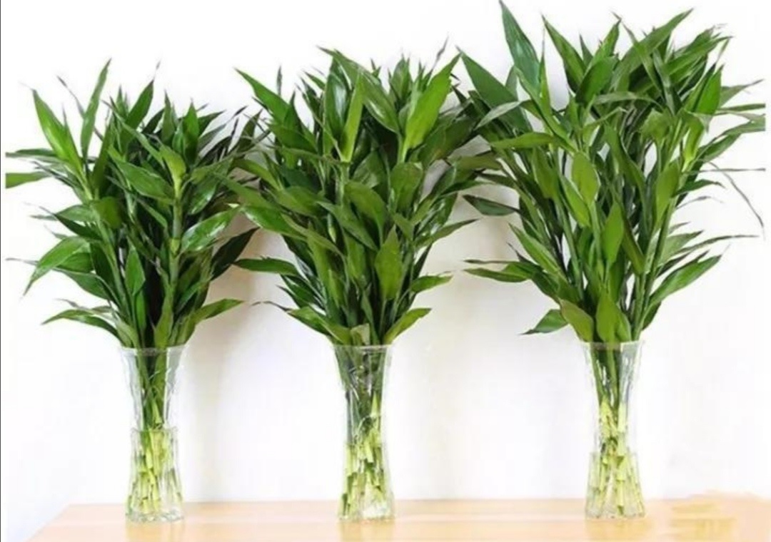 Tr&uacute;c ph&uacute; qu&yacute; l&agrave; c&acirc;y cảnh phong thủy mang đến những điều may mắn, tốt l&agrave;nh, ph&uacute; qu&yacute;. Ảnh: Sohu