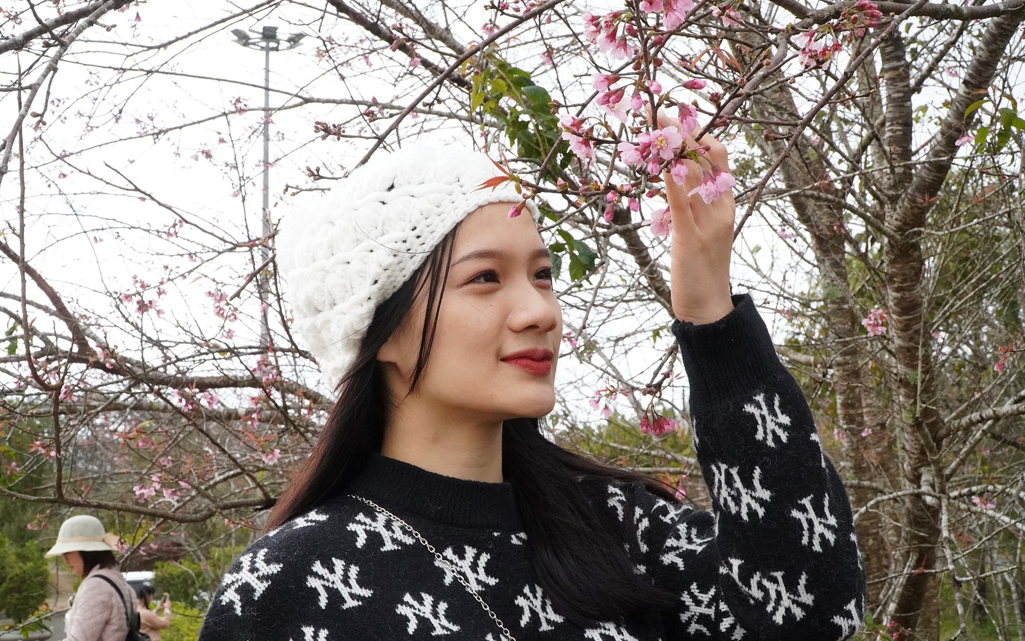 Hoa mai anh đào rực rỡ hút khách đến Măng Đen