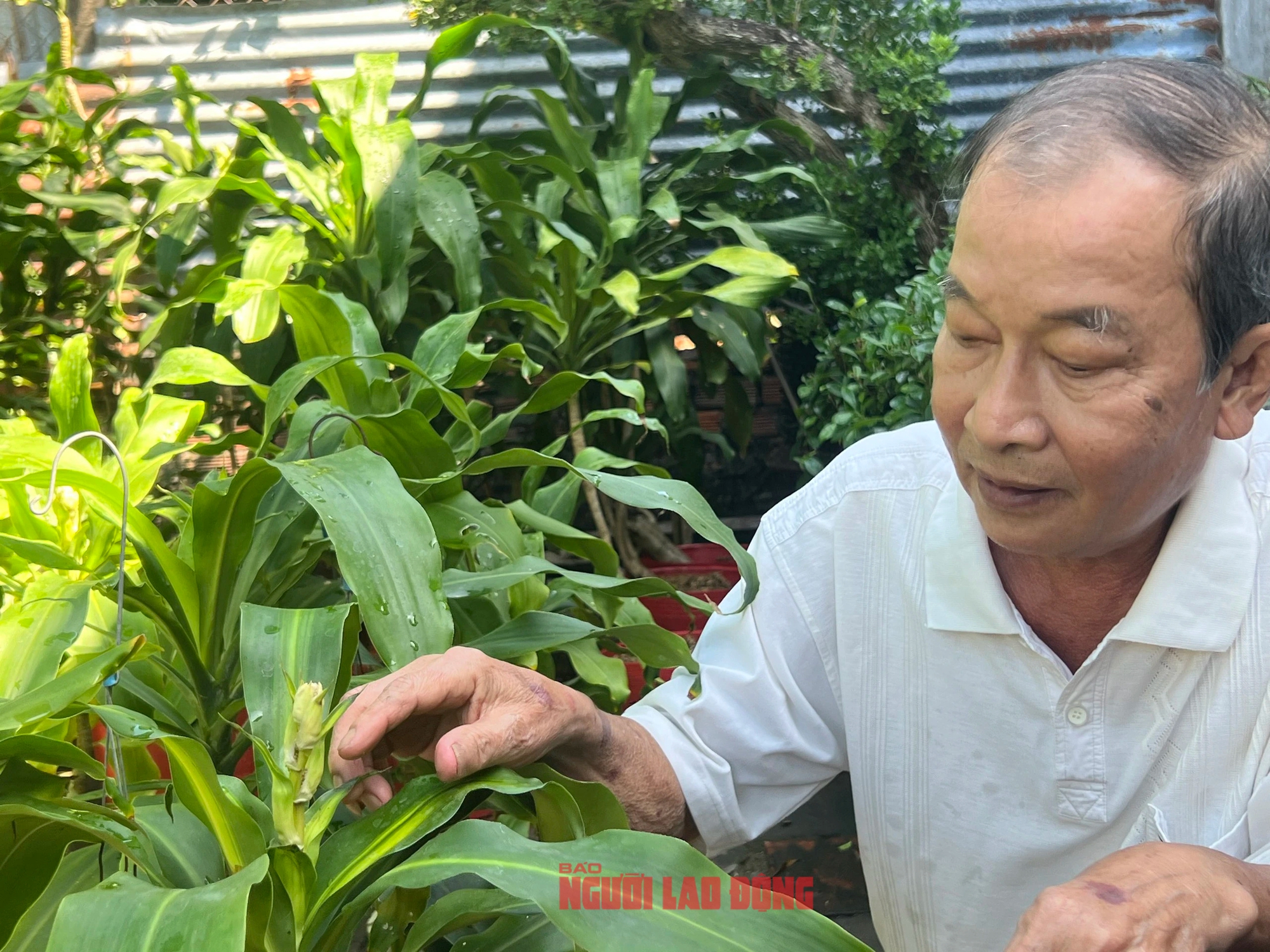 Ông lão về hưu "ép" cây phát tài trổ bông đúng dịp Tết- Ảnh 1.