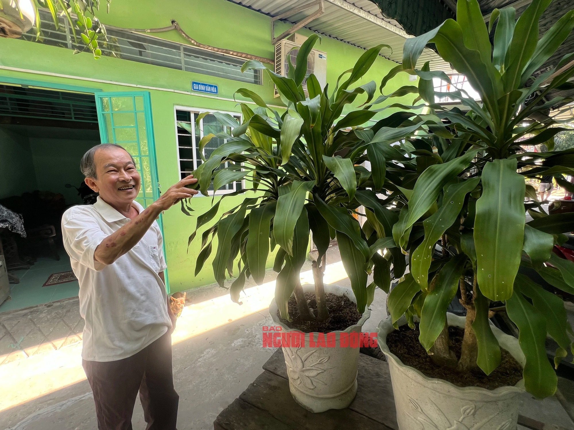 Ông lão về hưu "ép" cây phát tài trổ bông đúng dịp Tết- Ảnh 8.