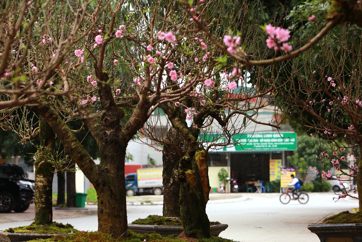 Ngắm "cụ" đào hơn 100 năm tuổi ở chợ Tết Thanh Hóa- Ảnh 10.