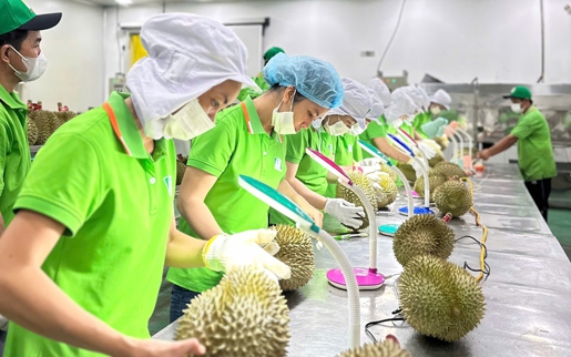 Xuất khẩu vào "đường ray" cao tốc
