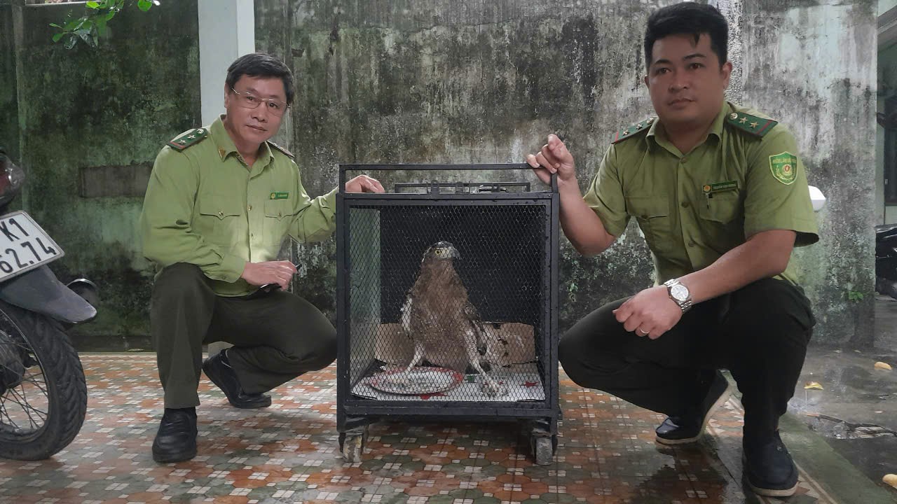 Đ&agrave; Nẵng: Người d&acirc;n giao nộp diều hoa Miến Điện qu&yacute; hiếm- Ảnh 1.