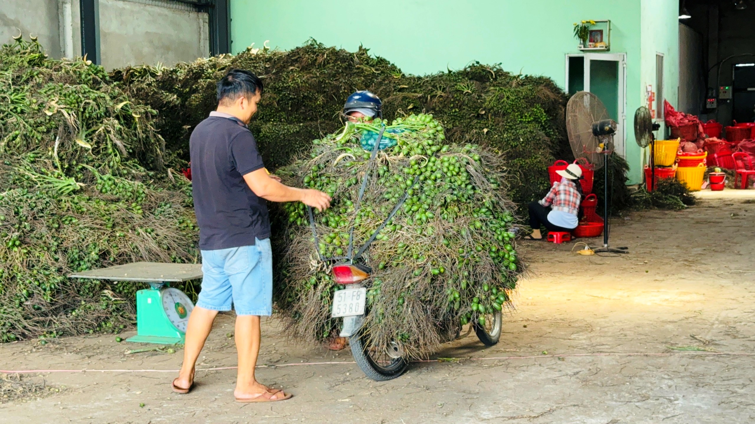 Quảng Ng&atilde;i: Gi&aacute; cau cao kỷ lục, "trăm năm mới c&oacute; một lần"- Ảnh 2.