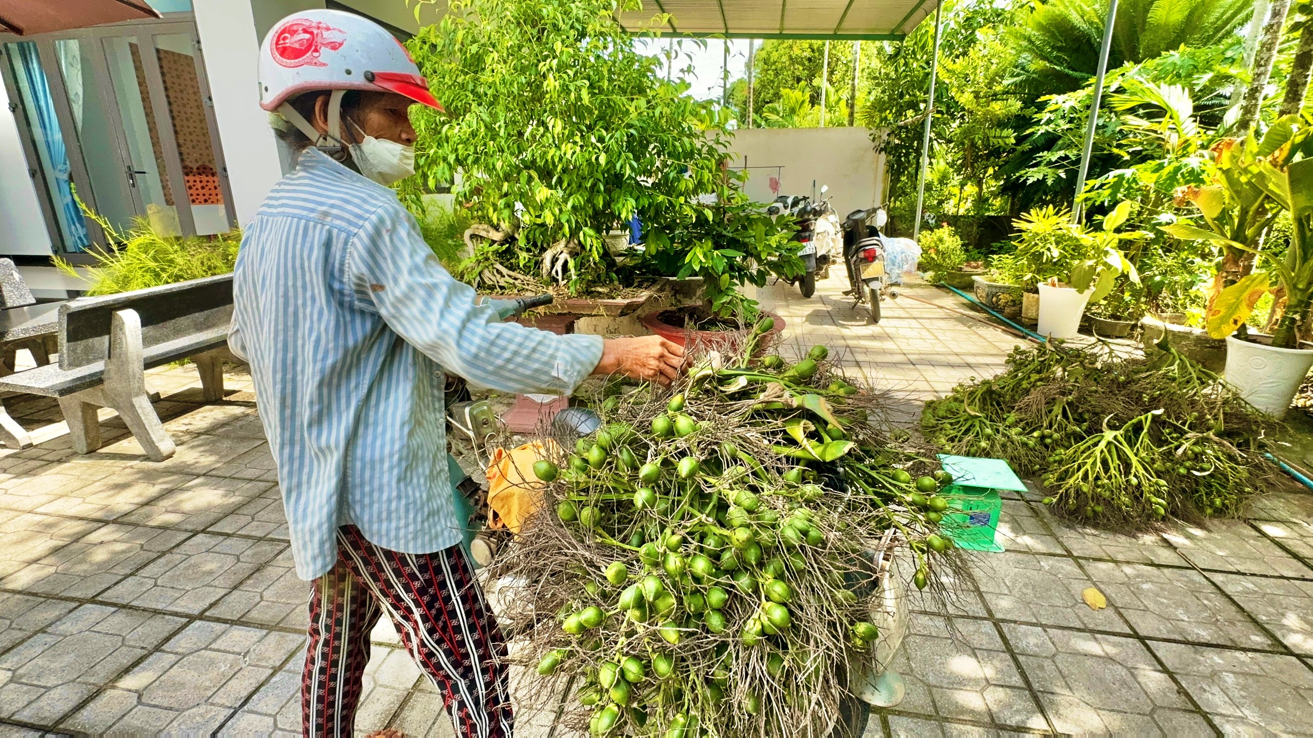 Quảng Ng&atilde;i: Gi&aacute; cau cao kỷ lục, "trăm năm mới c&oacute; một lần"- Ảnh 1.