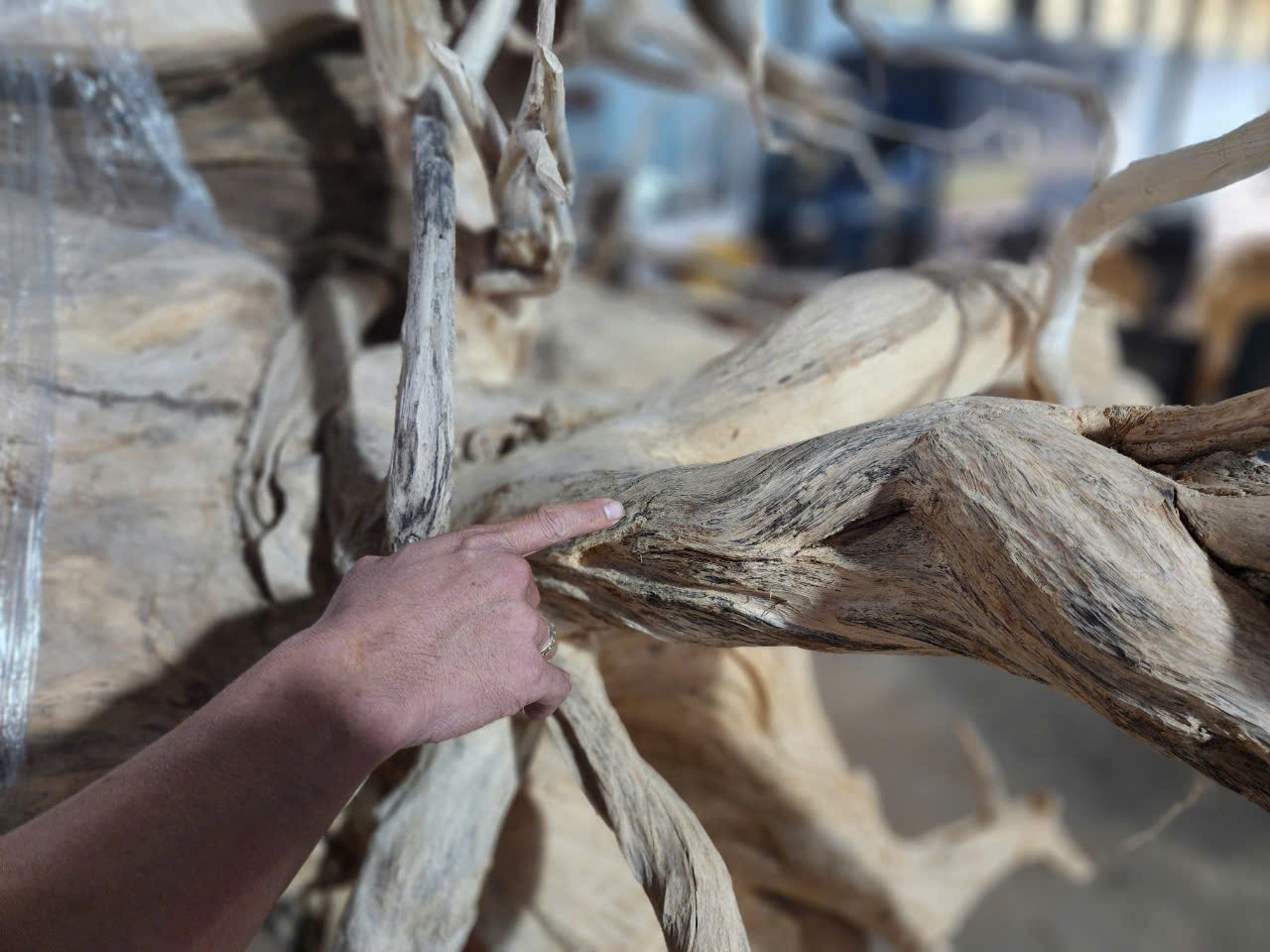CLIP: Cây trăm tuổi ở Phú Quốc phát ra trầm hương, được dân buôn trả 40 tỉ đồng- Ảnh 4.