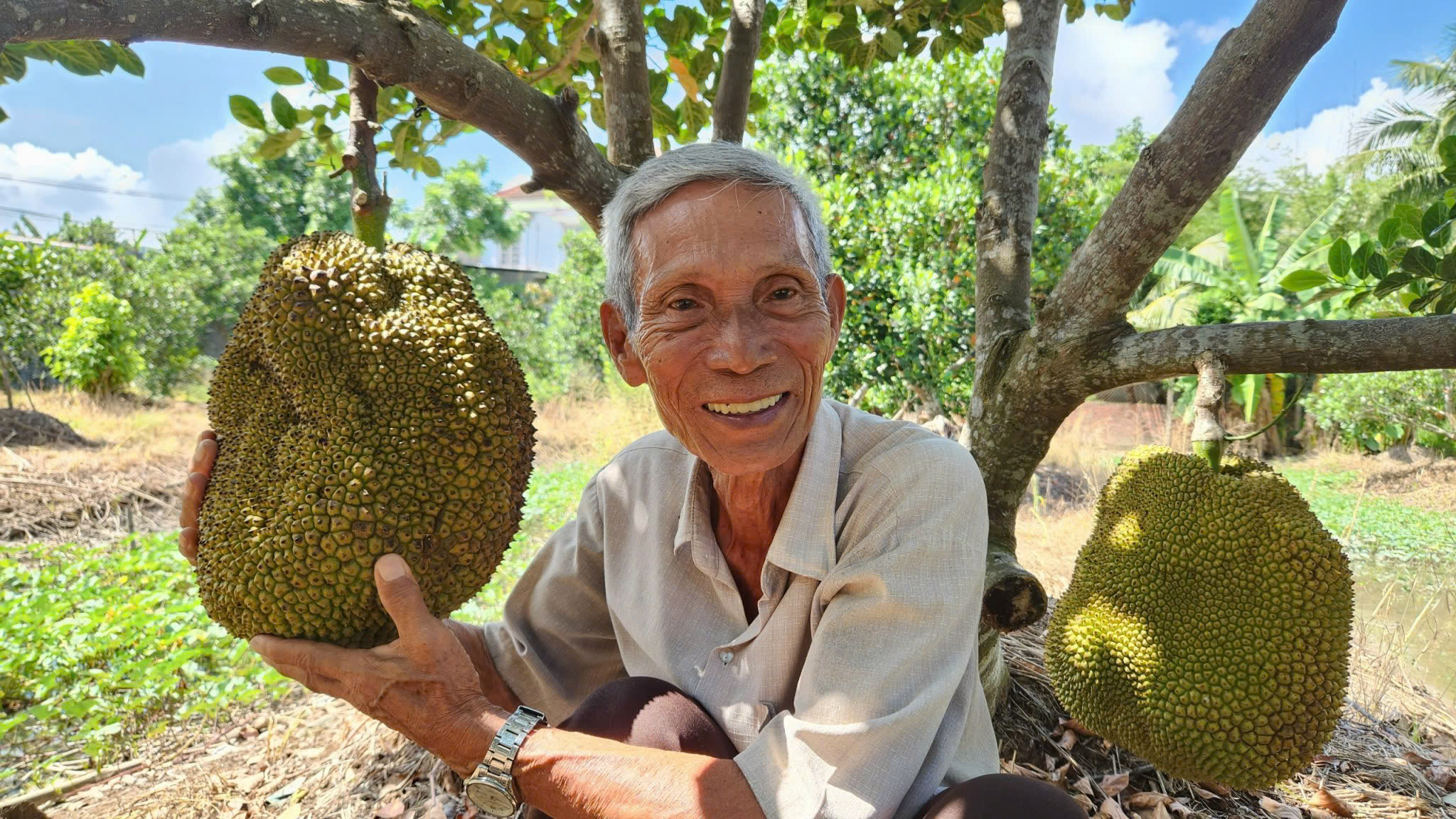 Cần Thơ: Nông dân 75 tuổi thu nhập hơn 1 tỉ đồng/năm nhờ giống mít