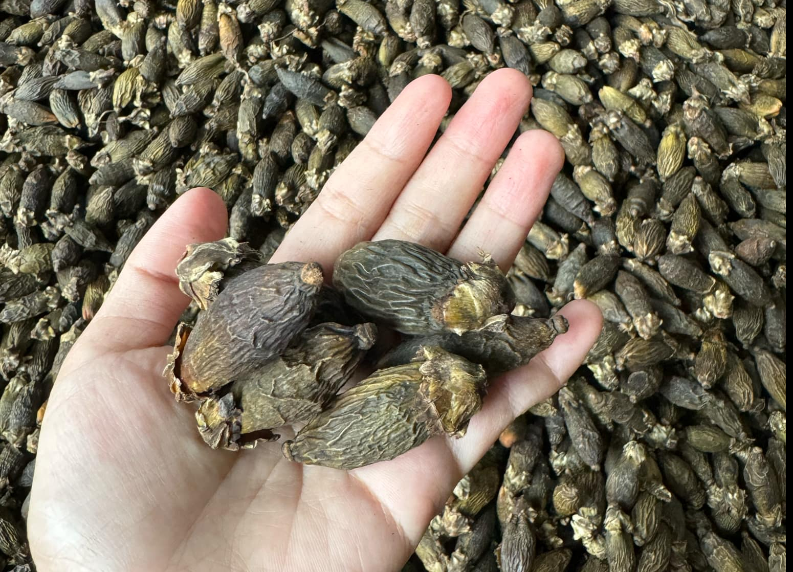 Lần đầu ti&ecirc;n trong đời nh&agrave; vườn thấy gi&aacute; cau tăng kỷ lục, điều g&igrave; đang xảy ra?- Ảnh 3.