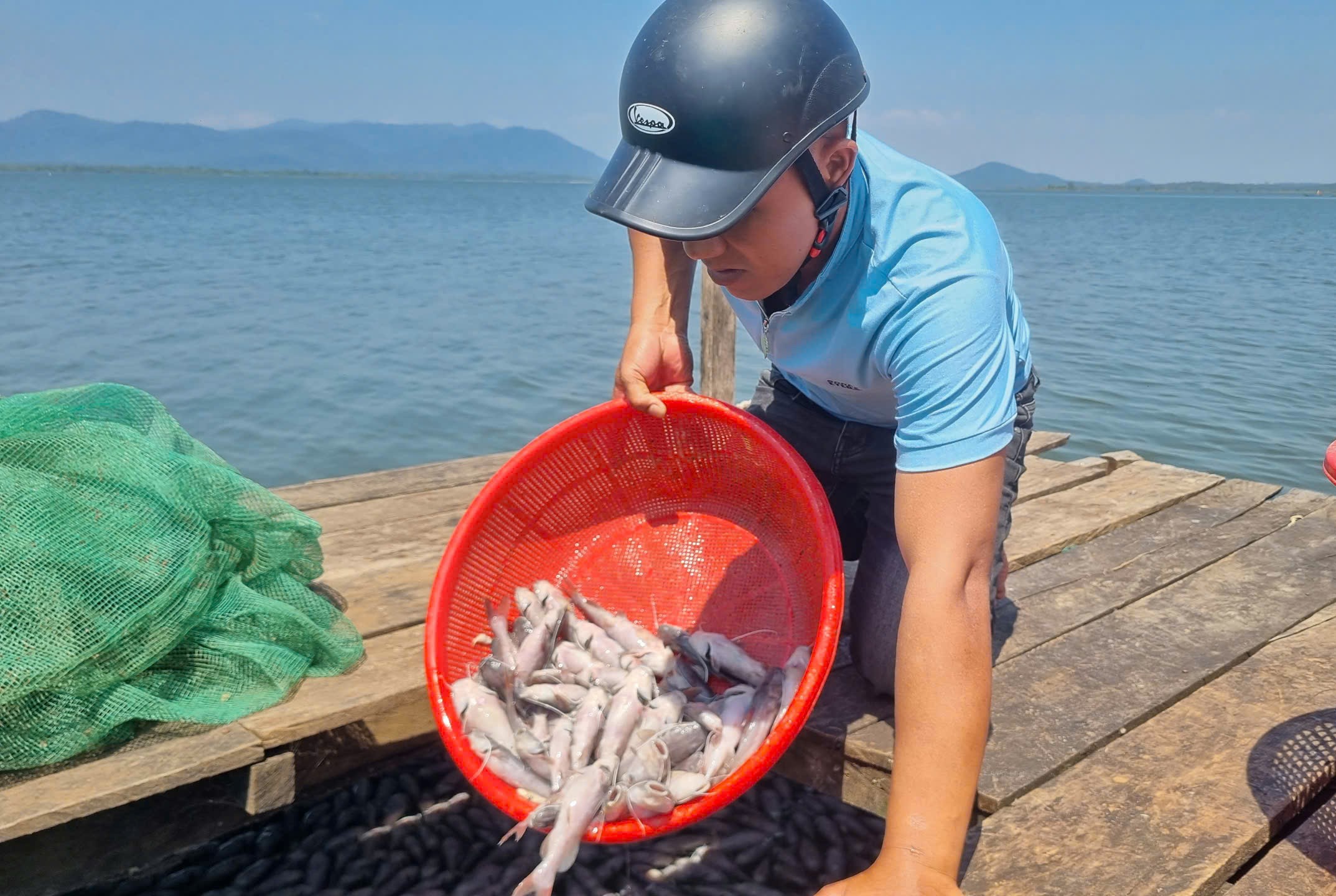 Bất thường cá nuôi trong hồ thủy lợi chết hàng loạt ở Gia Lai- Ảnh 4.