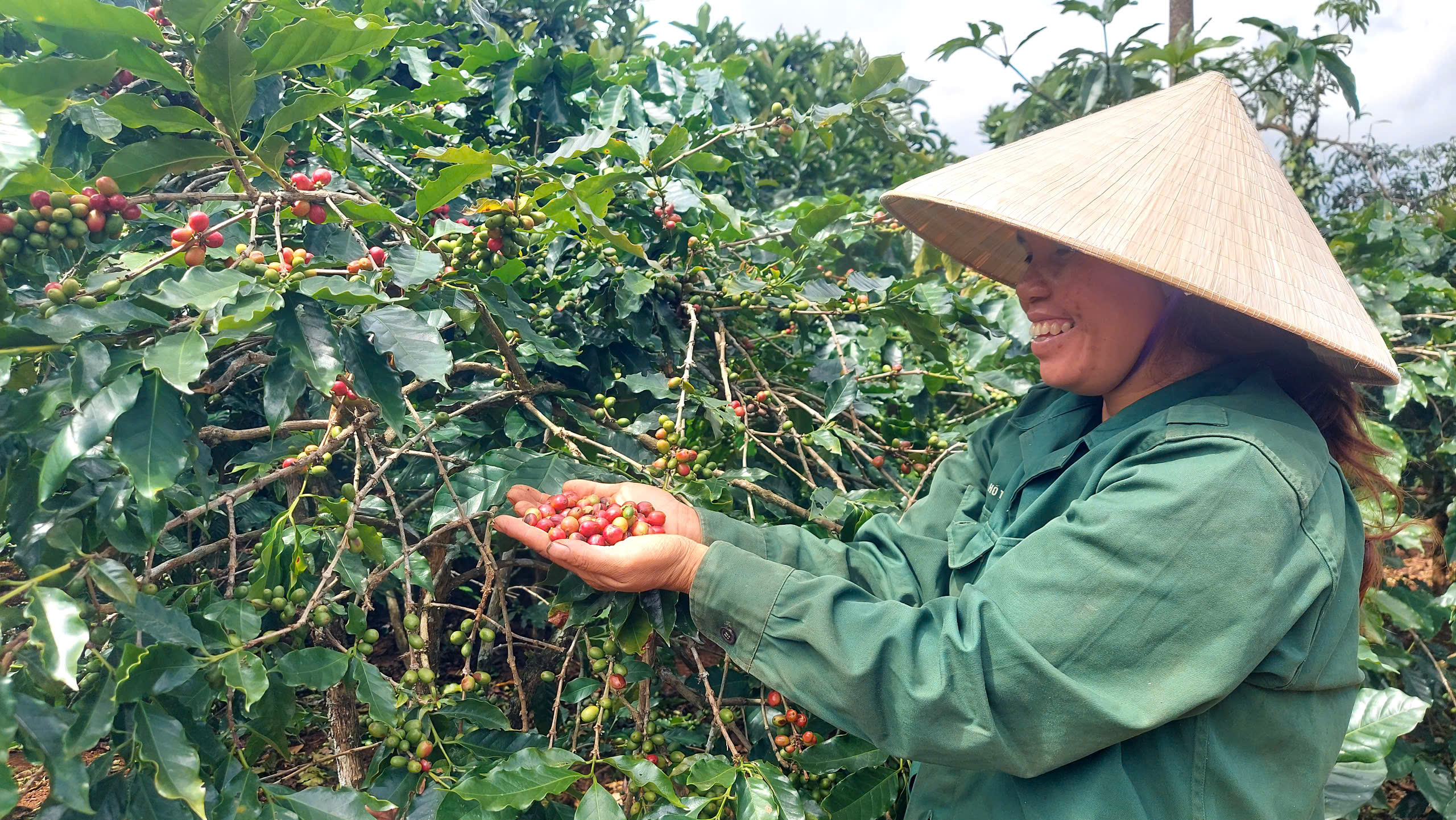 H&agrave;ng trăm hộ d&acirc;n tham gia sản xuất c&agrave; ph&ecirc; sinh th&aacute;i, cải thiện rừng- Ảnh 2.