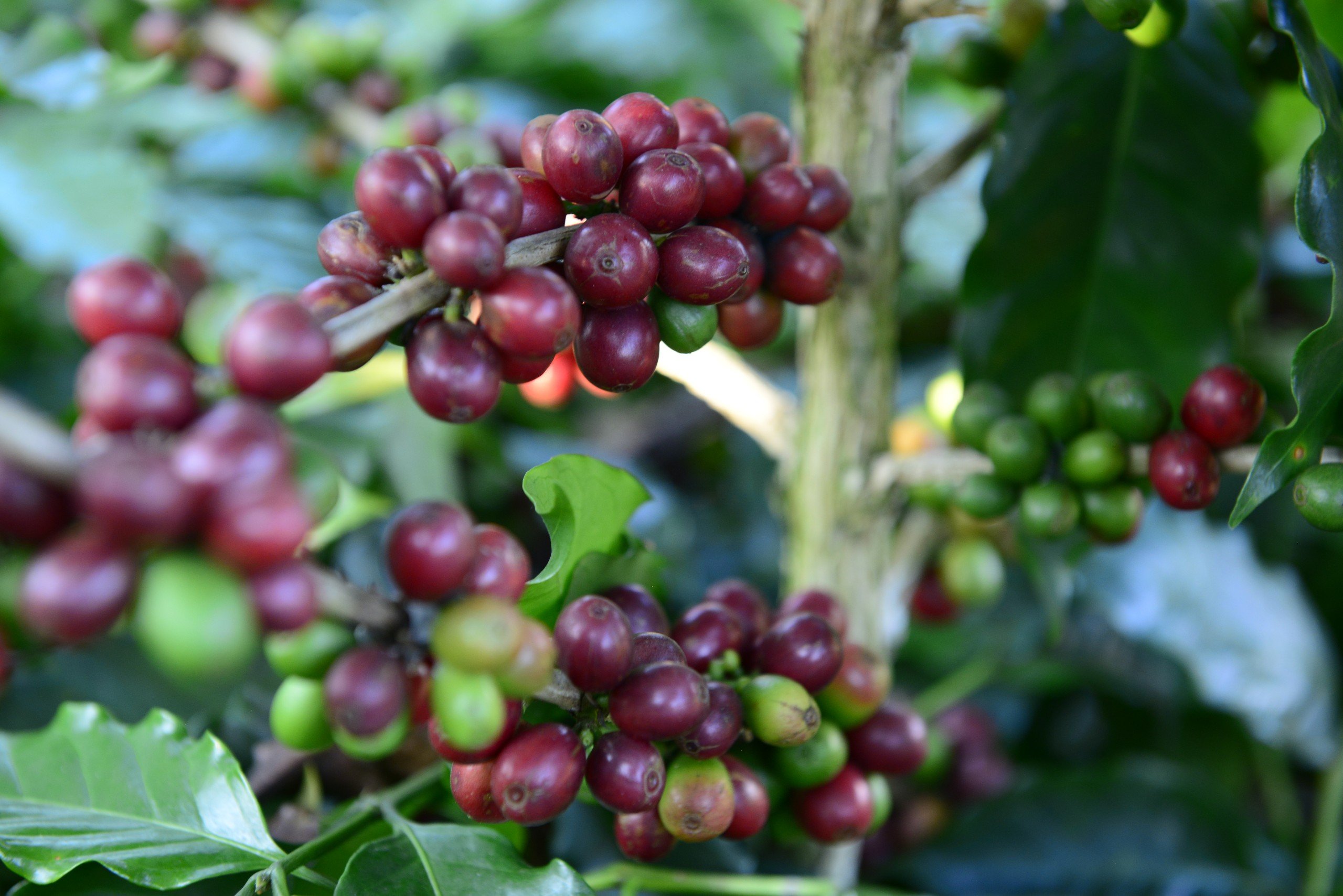 C&agrave; ph&ecirc; Robusta, Arabica đồng loạt tăng gi&aacute; sốc - Ảnh 1.
