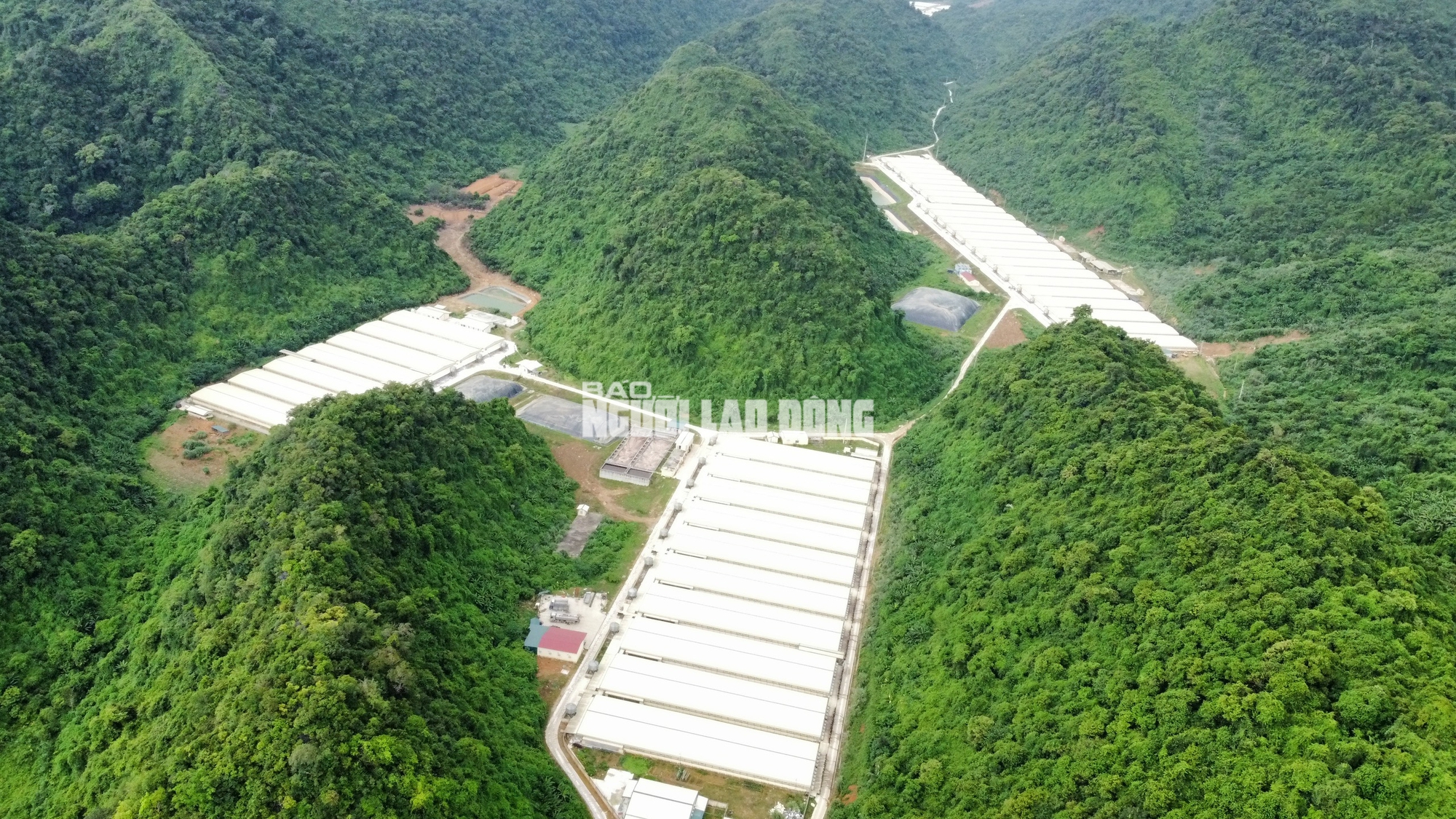 Trại heo gây mùi khiến người dân lo lắng bị phạt 216 triệu đồng- Ảnh 1.
