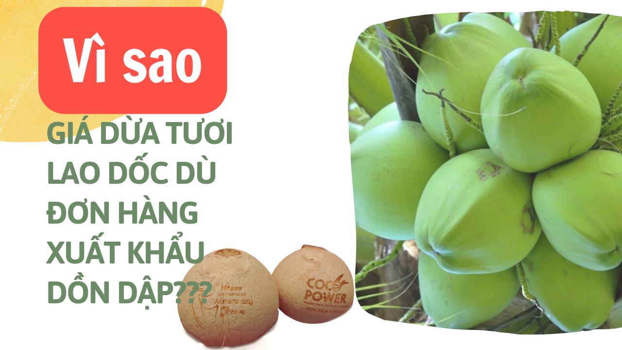 Gi&aacute; dừa tươi giảm gần một nửa d&ugrave; đơn h&agrave;ng xuất khẩu dồn dập, v&igrave; sao?- Ảnh 1.