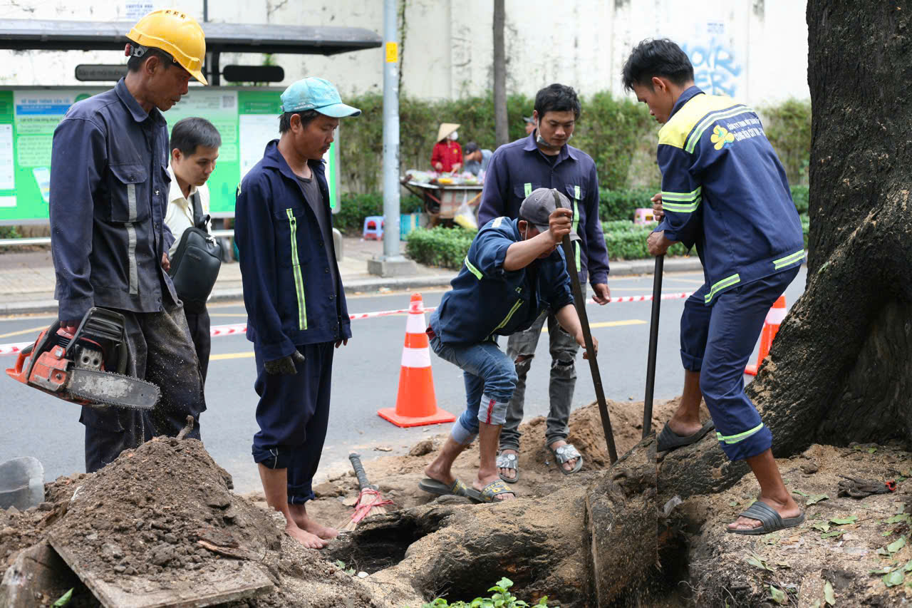 Cắt tỉa nhiều c&agrave;nh nh&aacute;nh cổ thụ, khả năng c&acirc;y g&atilde;y, đổ sẽ tăng l&ecirc;n- Ảnh 4.