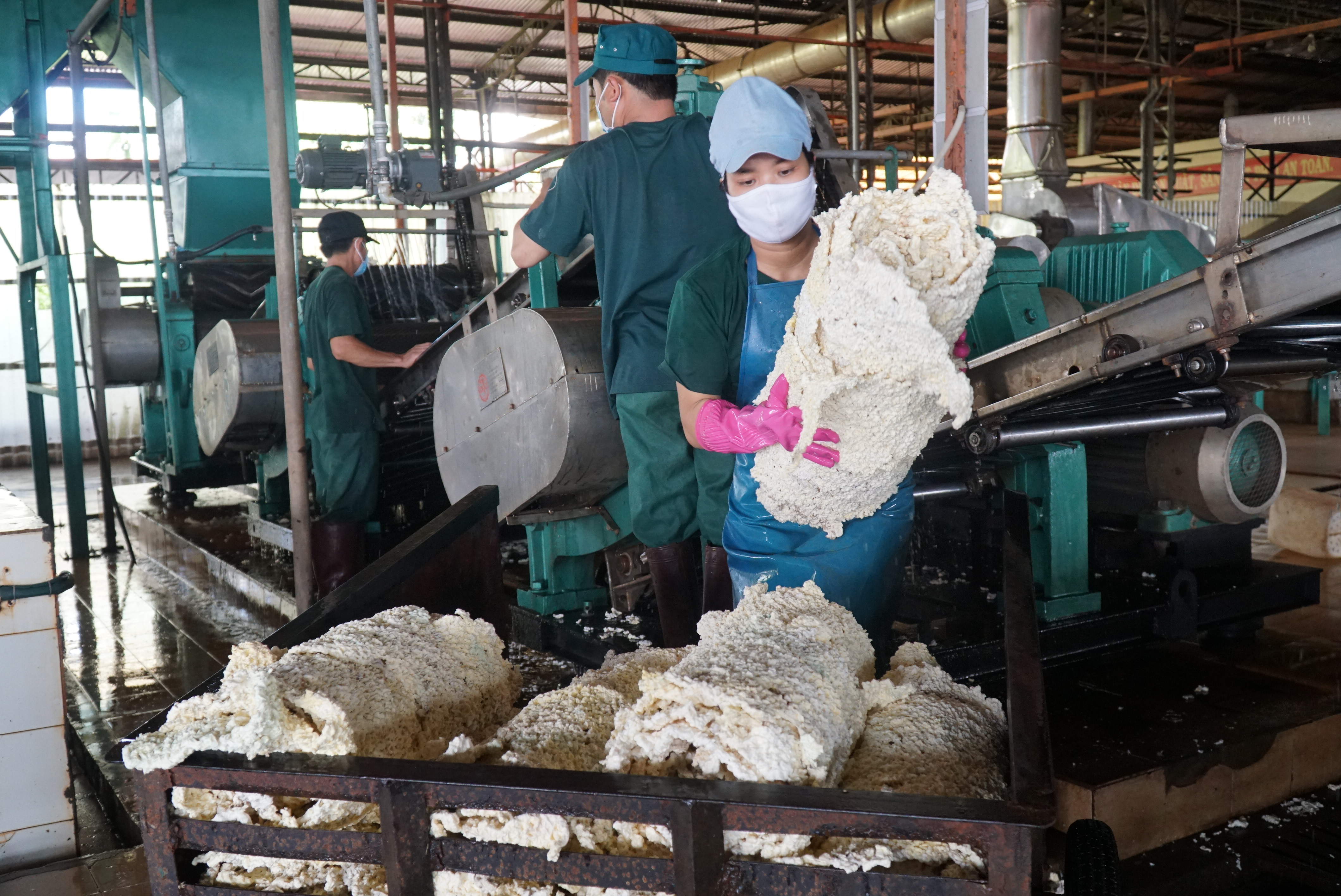 Đổi đời nhờ cây cao su (*): Làm giàu ở vùng đất mới- Ảnh 1.