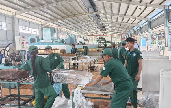 Công nhân chế biến cao su tại nhà máy của Công ty TNHH Cao su Mekong - Kampong Thom
