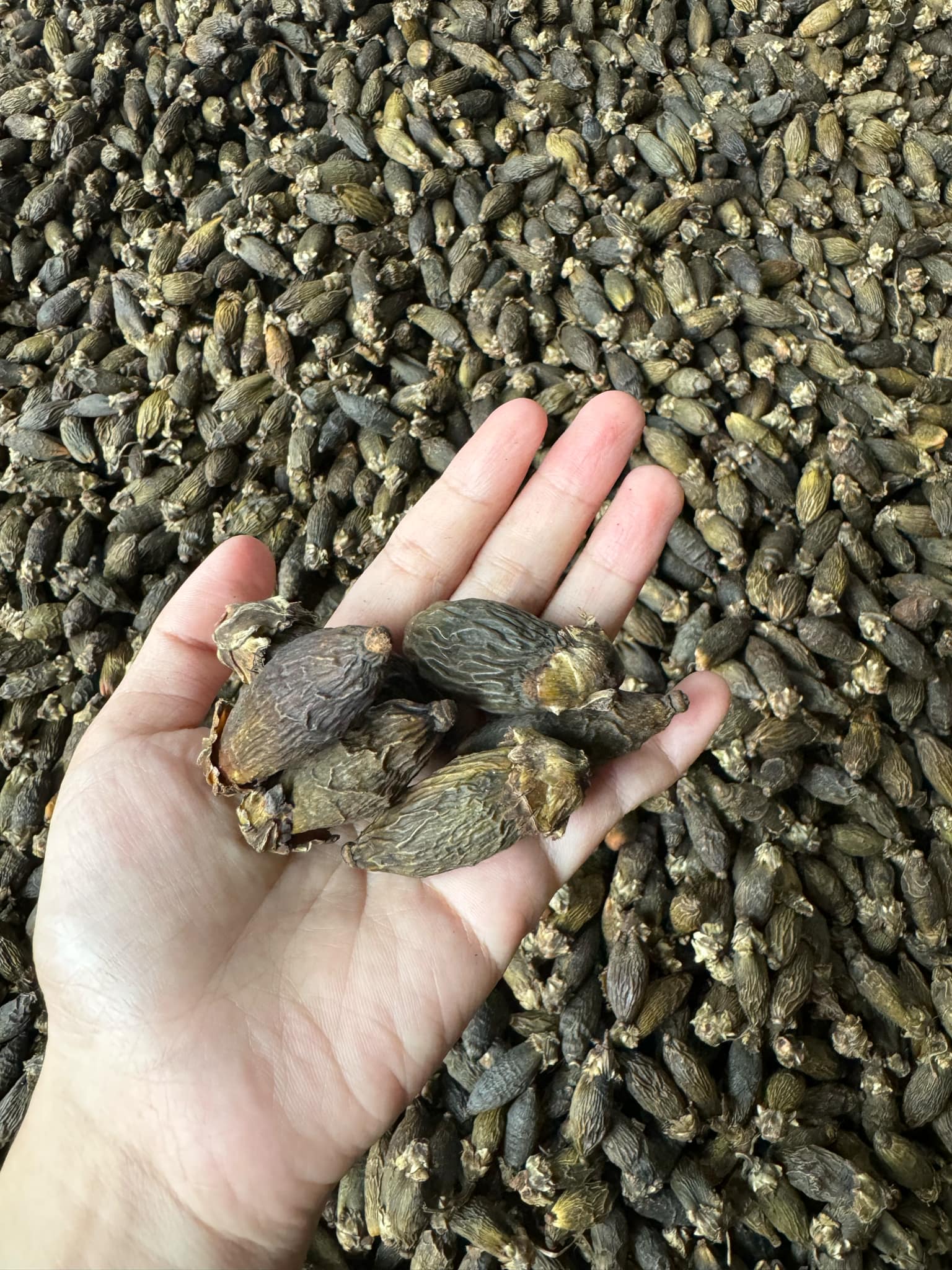 Kh&ocirc;ng chỉ Trung Quốc m&agrave; Mỹ, Th&aacute;i Lan, Butan cũng nhập cau Việt- Ảnh 2.