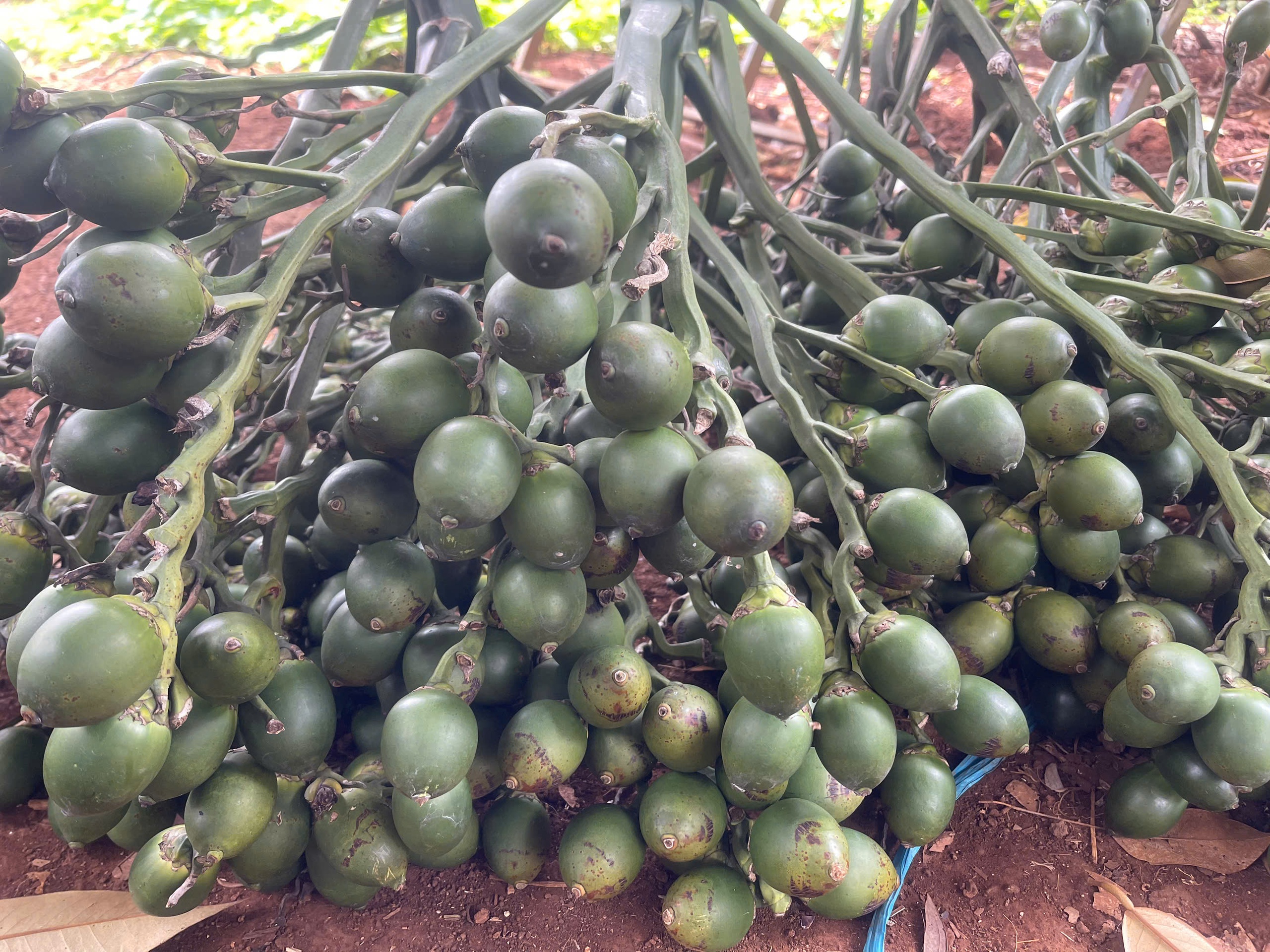 Kh&ocirc;ng chỉ Trung Quốc m&agrave; Mỹ, Th&aacute;i Lan, Butan cũng nhập cau Việt- Ảnh 1.