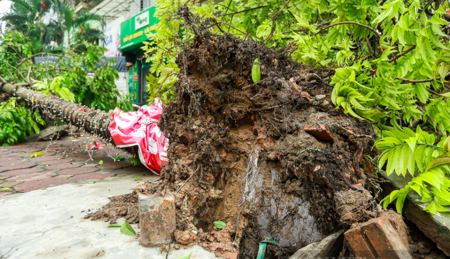 H&agrave; Nội truy tr&aacute;ch nhiệm về c&acirc;y xanh trồng m&agrave; c&ograve;n nguy&ecirc;n bầu- Ảnh 2.