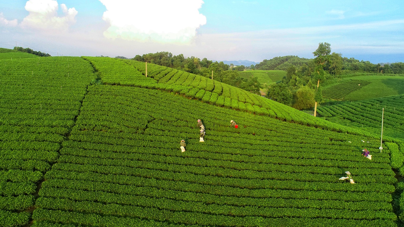 Từ ch&egrave; Th&aacute;i Nguy&ecirc;n đến Tr&agrave; Xanh Kh&ocirc;ng Độ: X&acirc;y dựng chuỗi li&ecirc;n kết gi&uacute;p tăng gi&aacute; trị thương hiệu Việt- Ảnh 1.