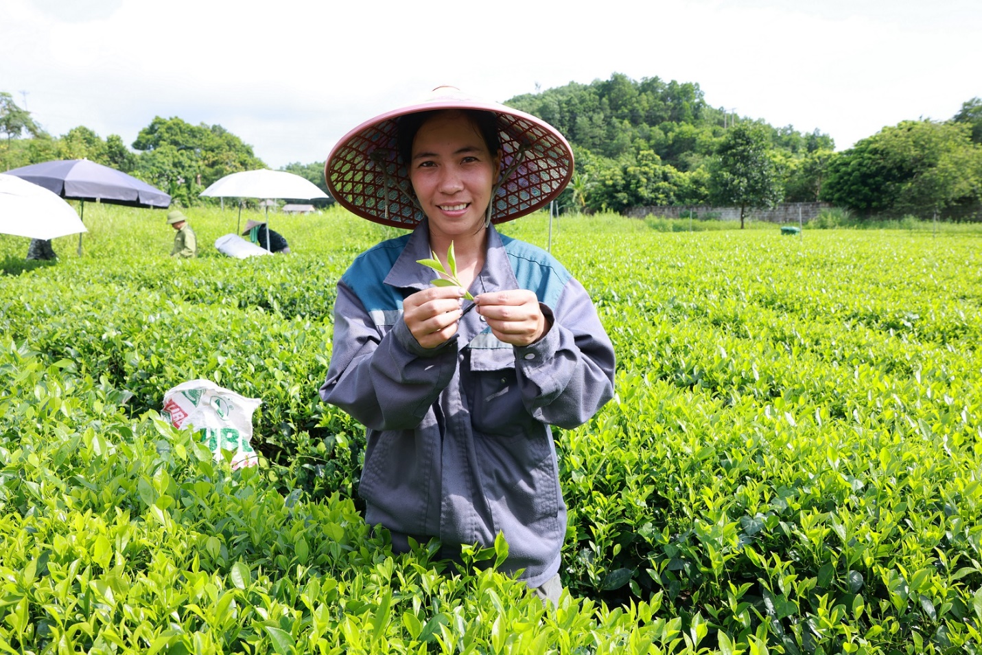 Từ ch&egrave; Th&aacute;i Nguy&ecirc;n đến Tr&agrave; Xanh Kh&ocirc;ng Độ: X&acirc;y dựng chuỗi li&ecirc;n kết gi&uacute;p tăng gi&aacute; trị thương hiệu Việt- Ảnh 2.