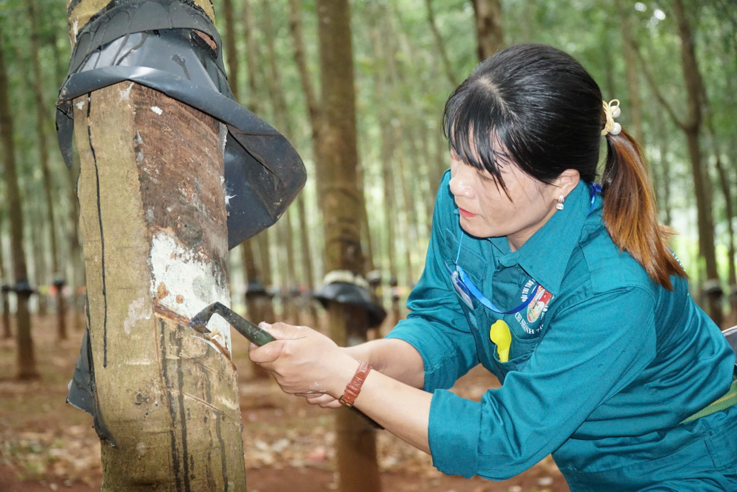 C&ocirc;ng nh&acirc;n cao su h&aacute;o hức tranh danh hiệu "b&agrave;n tay v&agrave;ng"- Ảnh 3.