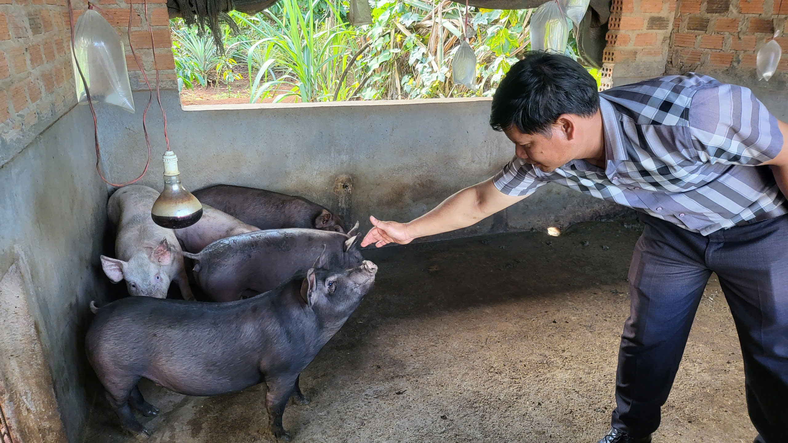 X&aacute;c định nguy&ecirc;n nh&acirc;n heo dự &aacute;n giảm ngh&egrave;o chết h&agrave;ng loạt- Ảnh 1.