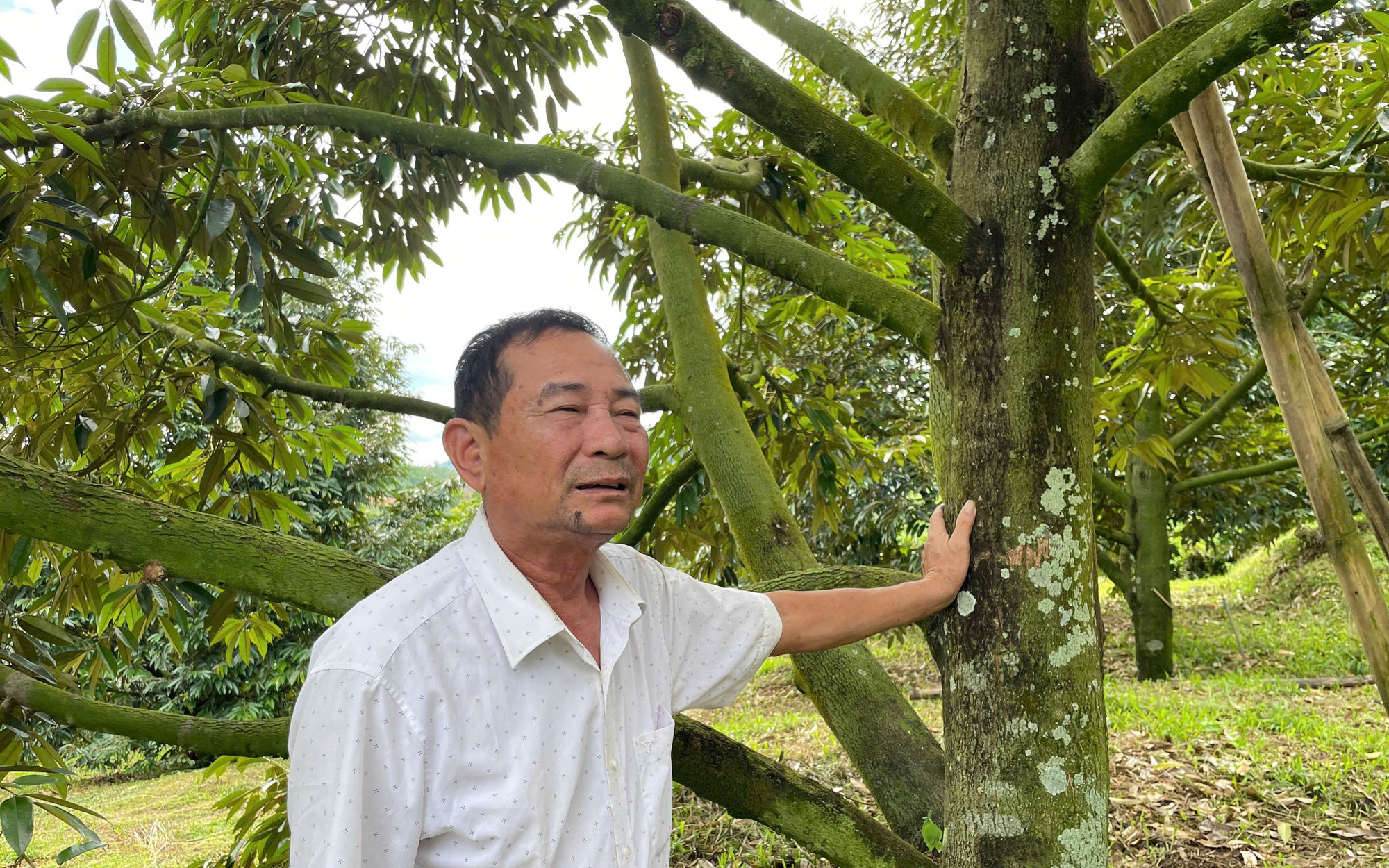 Canh t&aacute;c sầu ri&ecirc;ng kh&ocirc;ng giống ai