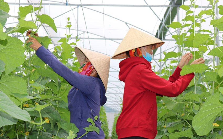 Ph&aacute;t triển n&ocirc;ng nghiệp c&ocirc;ng nghệ cao ở đ&ocirc; thị