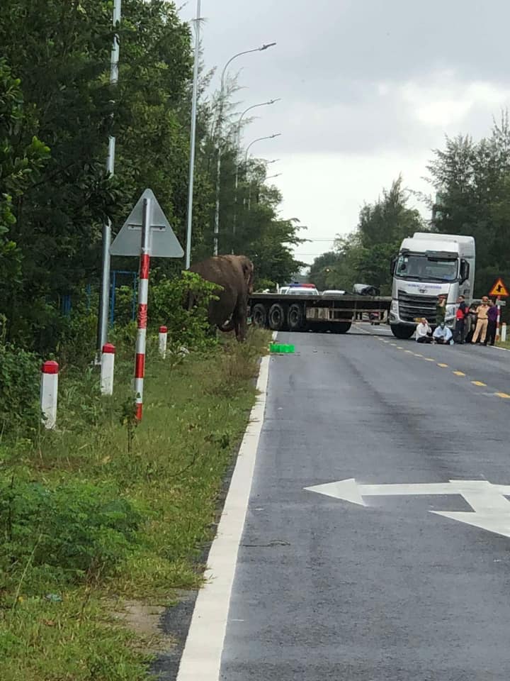 Bất ngờ ph&aacute;t hiện voi đi lang thang ngo&agrave;i đường ở Quảng Nam- Ảnh 4.