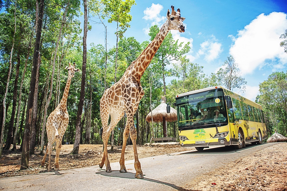 Vinpearl Safari Ph&uacute; Quốc lọt top đầu vườn th&uacute; v&agrave; thủy cung tại ch&acirc;u &Aacute;- Ảnh 2.