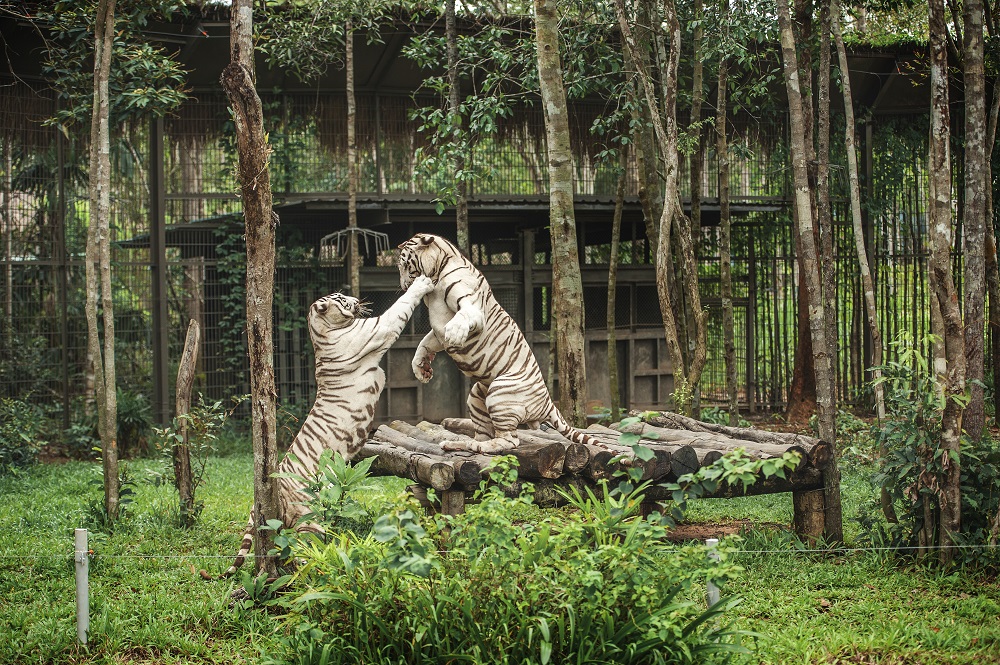 Vinpearl Safari Ph&uacute; Quốc lọt top đầu vườn th&uacute; v&agrave; thủy cung tại ch&acirc;u &Aacute;- Ảnh 3.