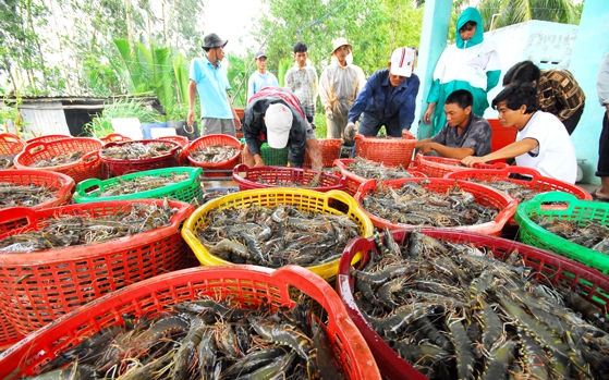 Xuất khẩu tôm, cá tra bứt phá mạnh mẽ