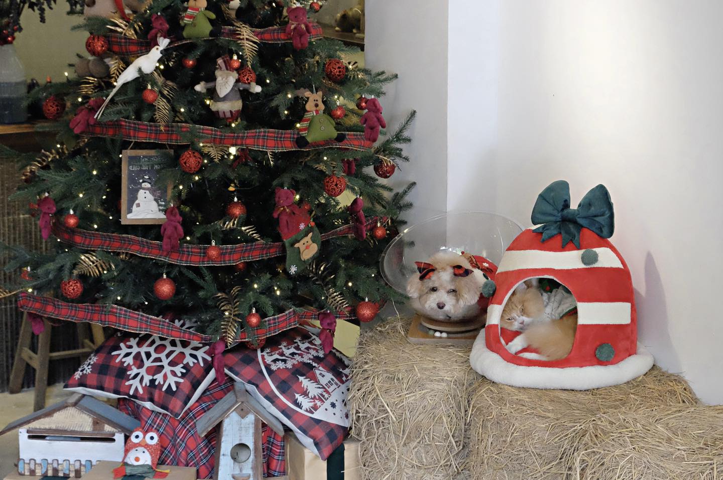 Chủ qu&aacute;n c&agrave; ph&ecirc; "hốt bạc" nhờ theo trend chụp h&igrave;nh m&ugrave;a Noel- Ảnh 5.