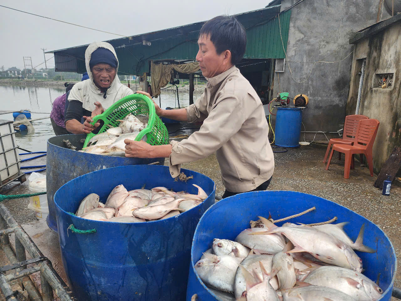 Chủ hộ kh&oacute;c r&ograve;ng khi ph&aacute;t hiện hơn 3 tấn c&aacute; chim chết nổi trắng hồ- Ảnh 6.