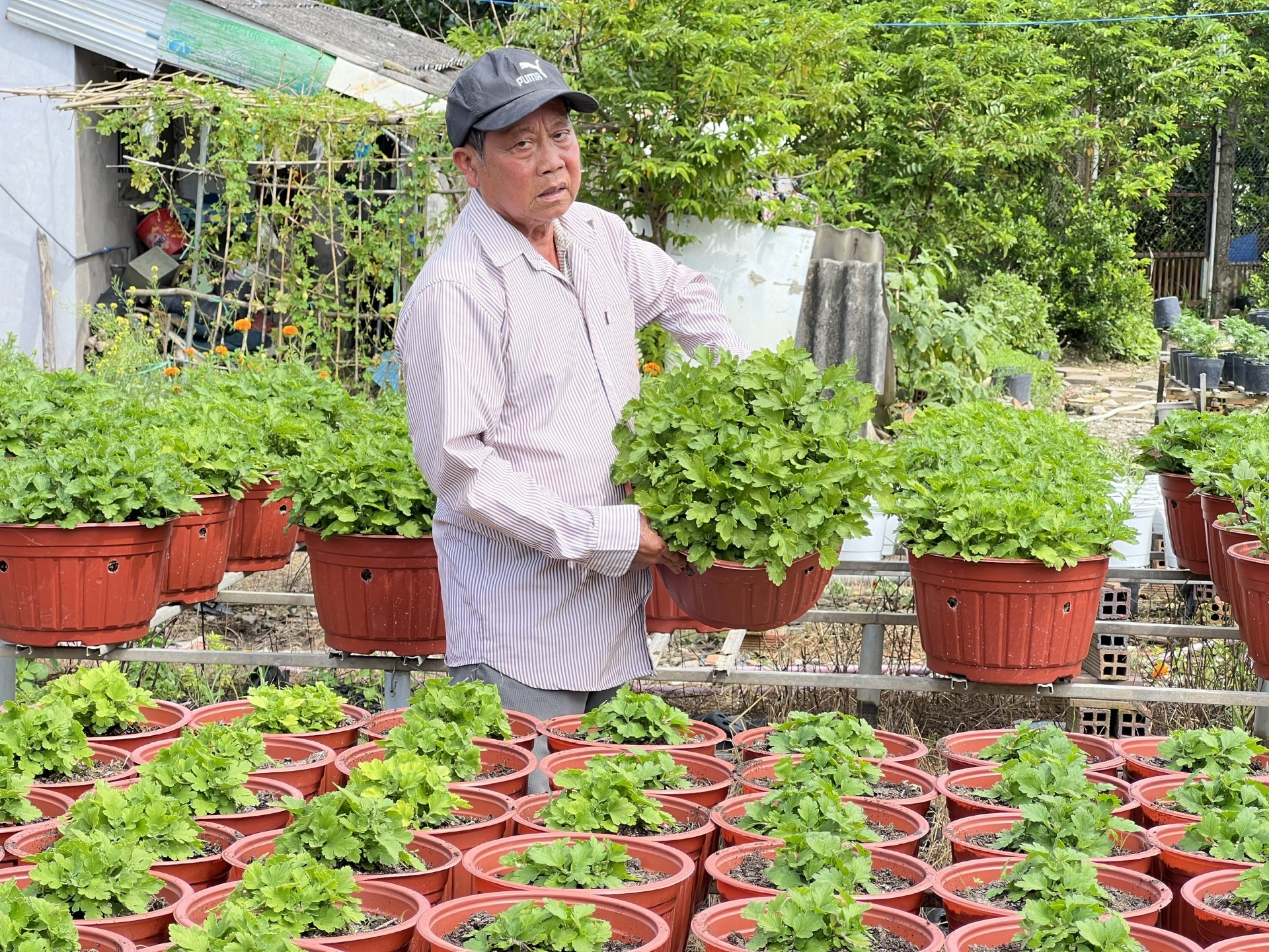 Kỳ vọng v&agrave;o vụ hoa Tết- Ảnh 1.