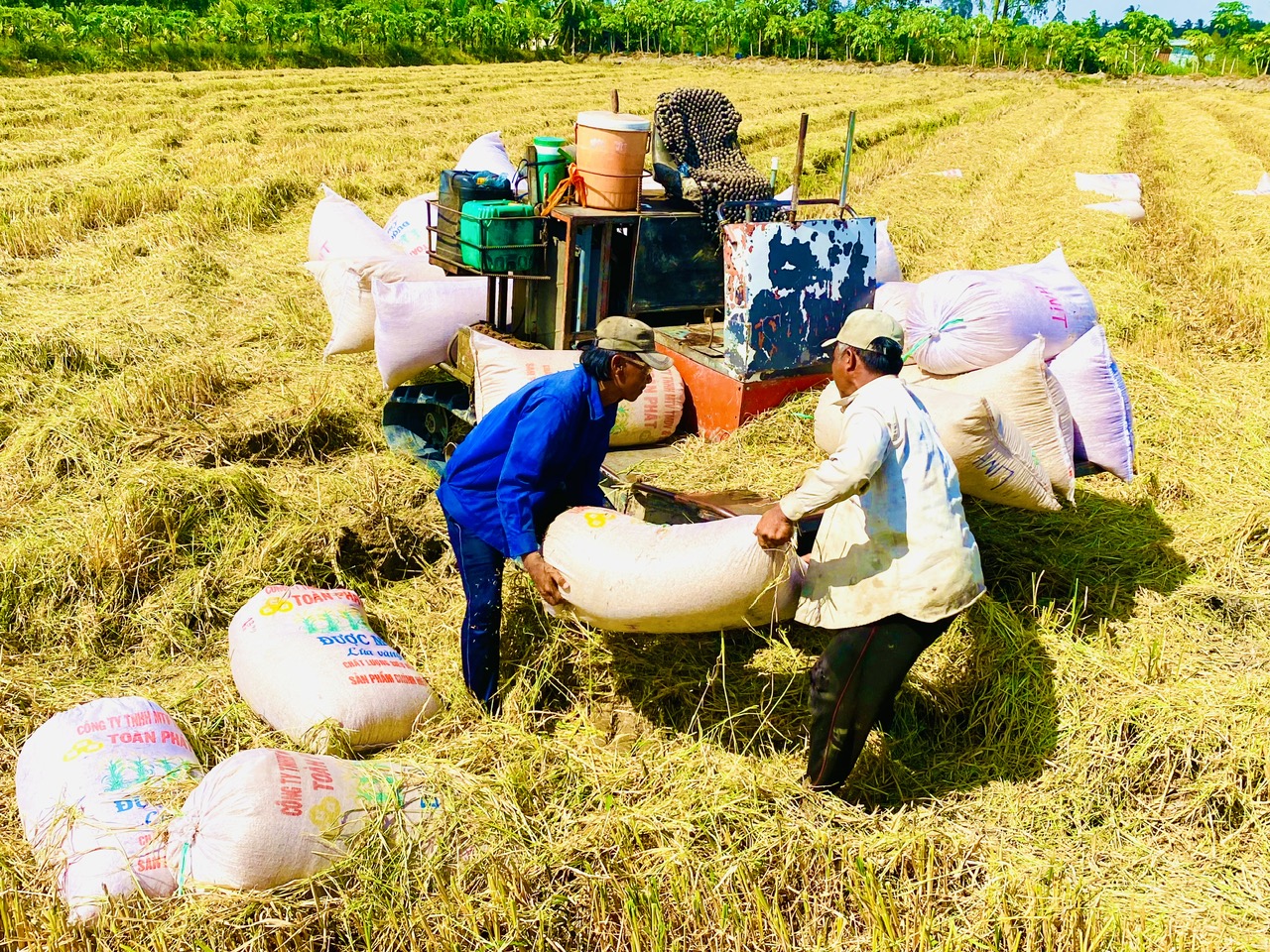 X&acirc;y dựng thương hiệu gạo Việt Nam- Ảnh 1.