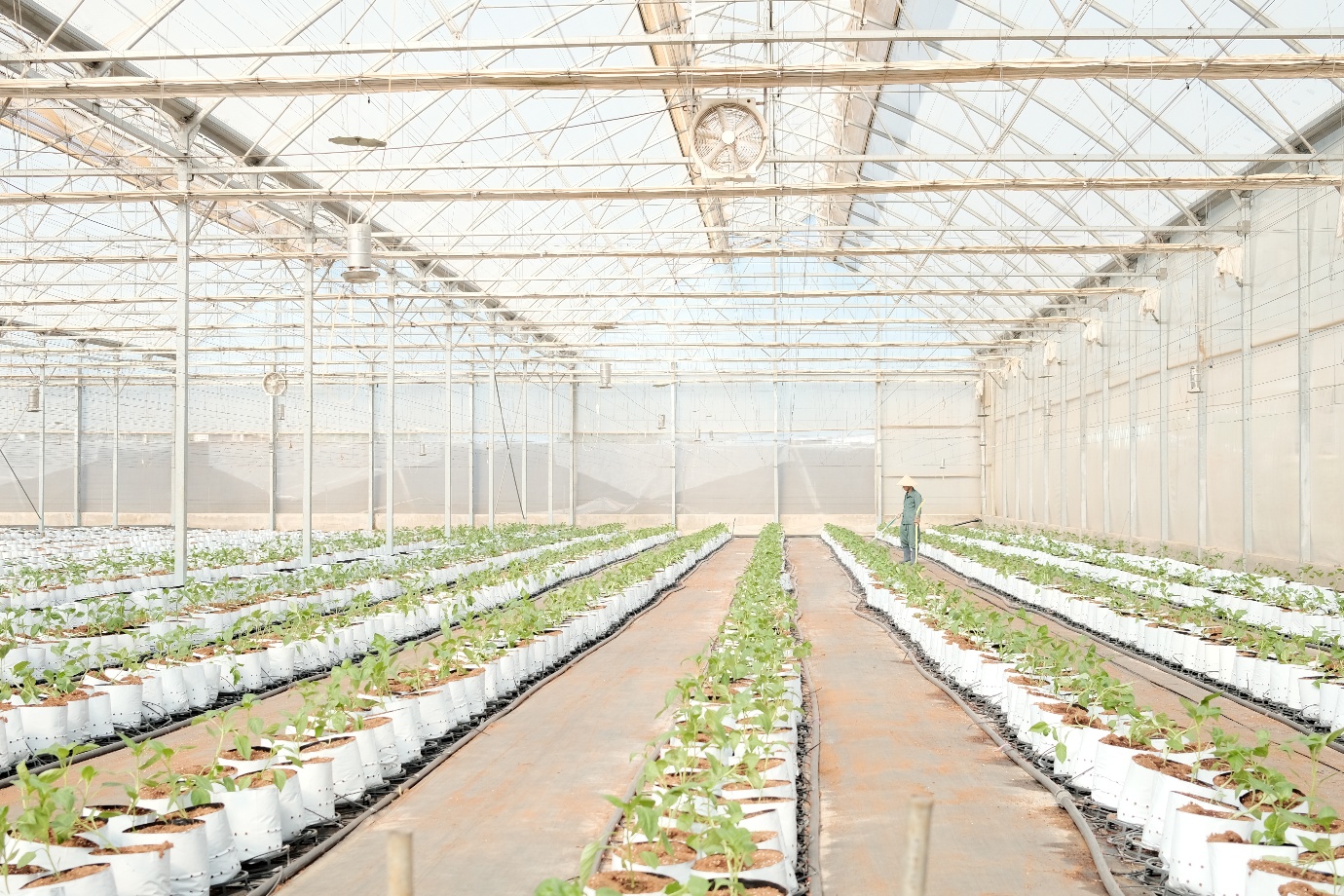 WinEco: Gắn kết n&ocirc;ng nghiệp sạch v&igrave; sức khỏe cộng đồng- Ảnh 2.