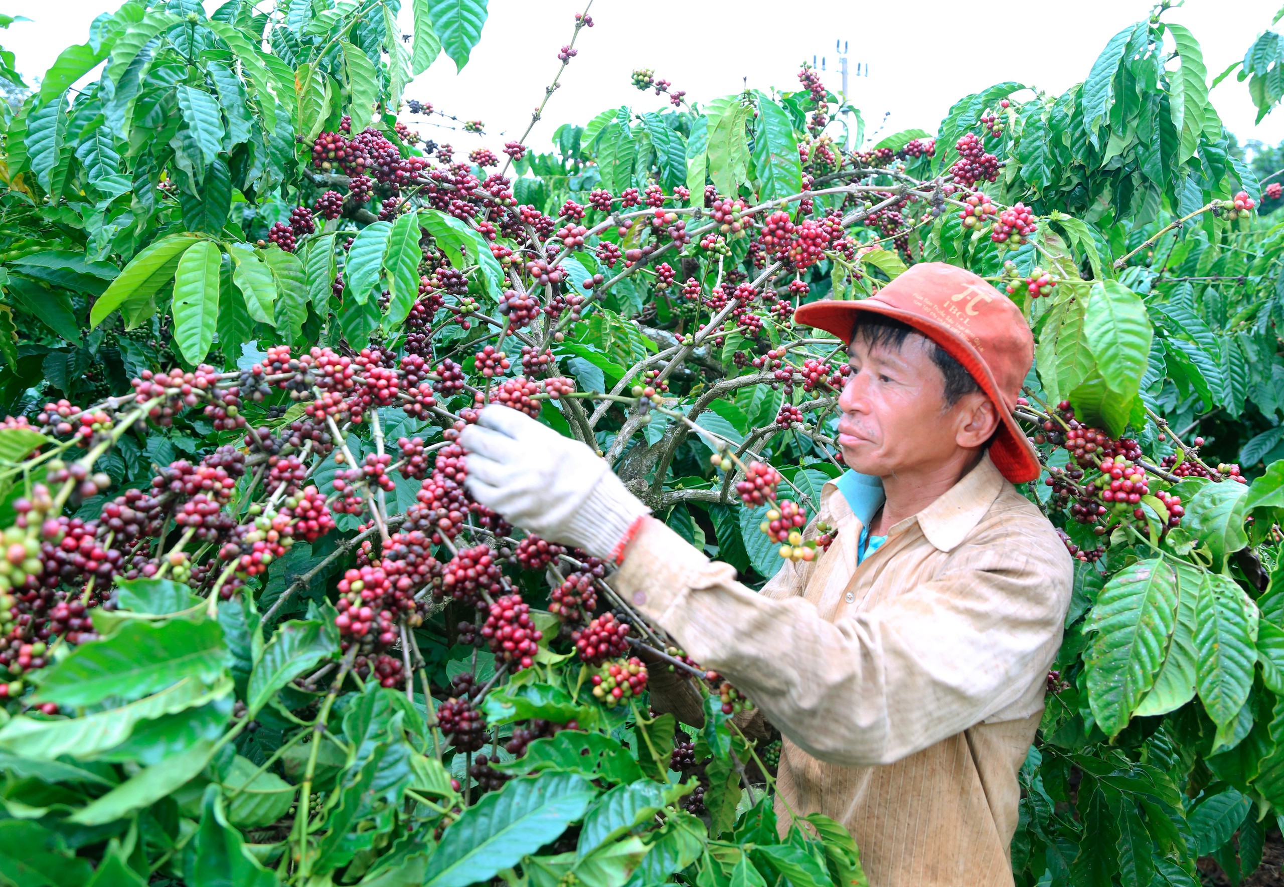 Giải m&atilde; gi&aacute; c&agrave; ph&ecirc;- Ảnh 2.