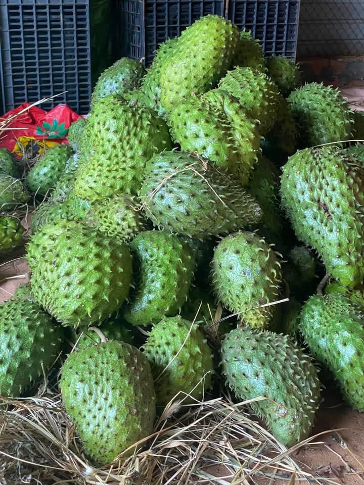Sau cơn sốt tr&agrave; m&atilde;ng cầu xi&ecirc;m, gi&aacute; loại quả n&agrave;y hiện nay ra sao?- Ảnh 2.