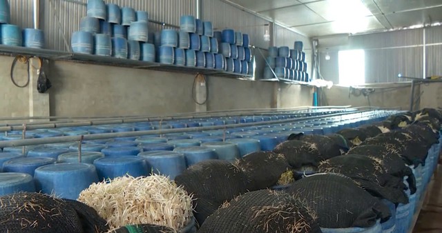Bộ NN-PTNT y&ecirc;u cầu b&aacute;o c&aacute;o vụ gần 3.000 tấn gi&aacute; đỗ "ngậm" chất cấm ở Đắk Lắk- Ảnh 1.