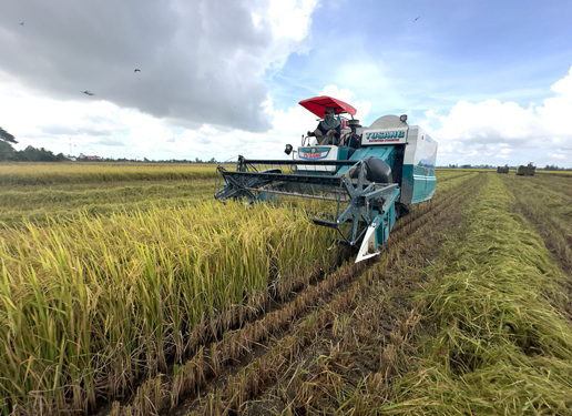 N&ocirc;ng d&acirc;n huyện Vĩnh Thạnh thu hoạch l&uacute;a. Dự kiến, 3 khu n&ocirc;ng nghiệp ứng dụng c&ocirc;ng nghệ cao sẽ được x&acirc;y dựng tại huyện n&agrave;y