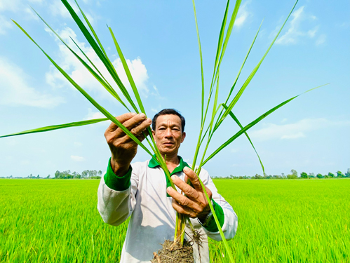 Người Việt tr&acirc;n trọng gọi l&uacute;a gạo l&agrave; hạt ngọc, l&agrave; một gi&aacute; trị cốt l&otilde;i của nền văn minh n&ocirc;ng nghiệp Ảnh: L&Ecirc; HO&Agrave;NG VŨ