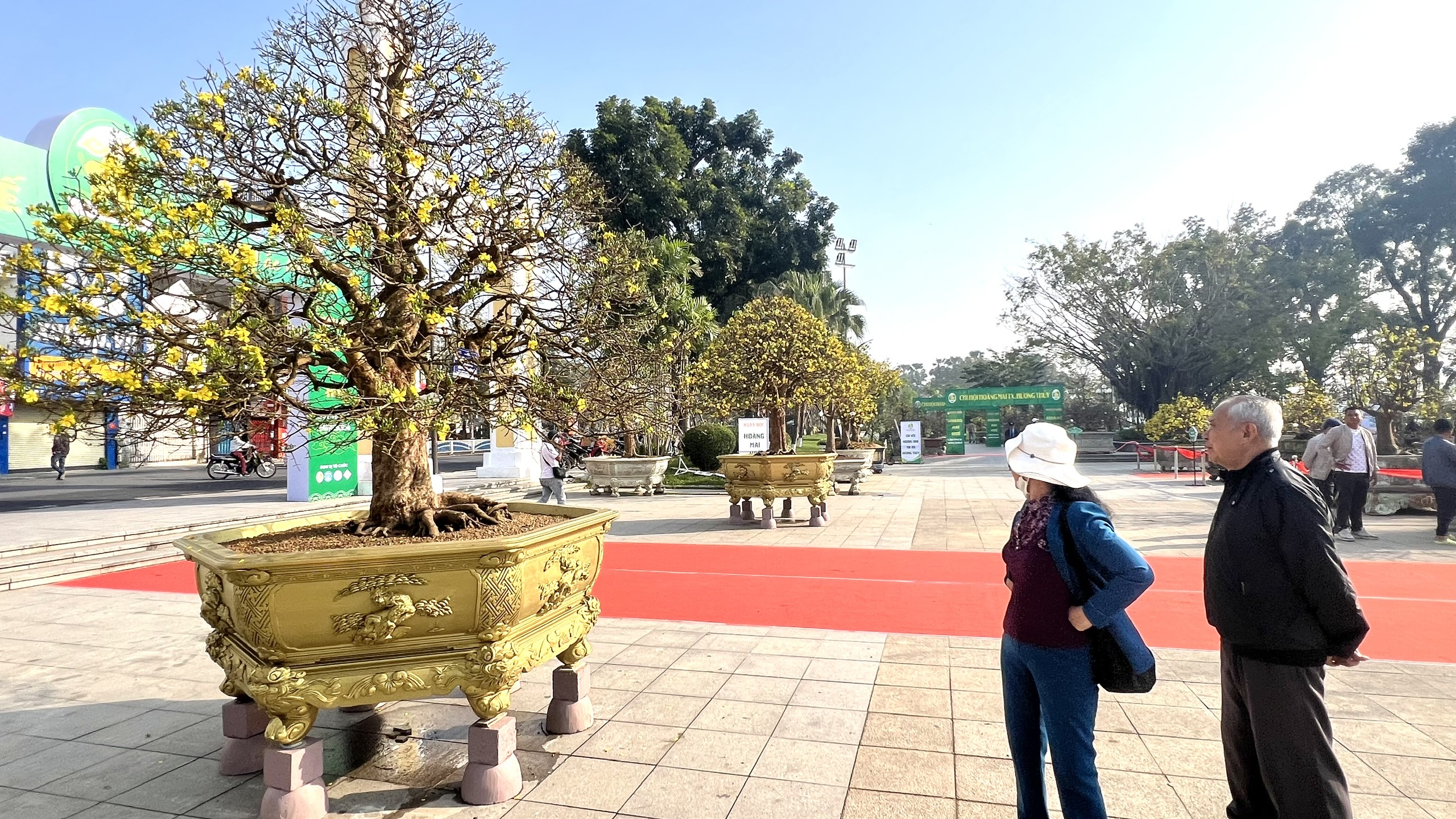 Ngẩn ngơ trước vẻ đẹp của mai vàng xứ Huế- Ảnh 3.