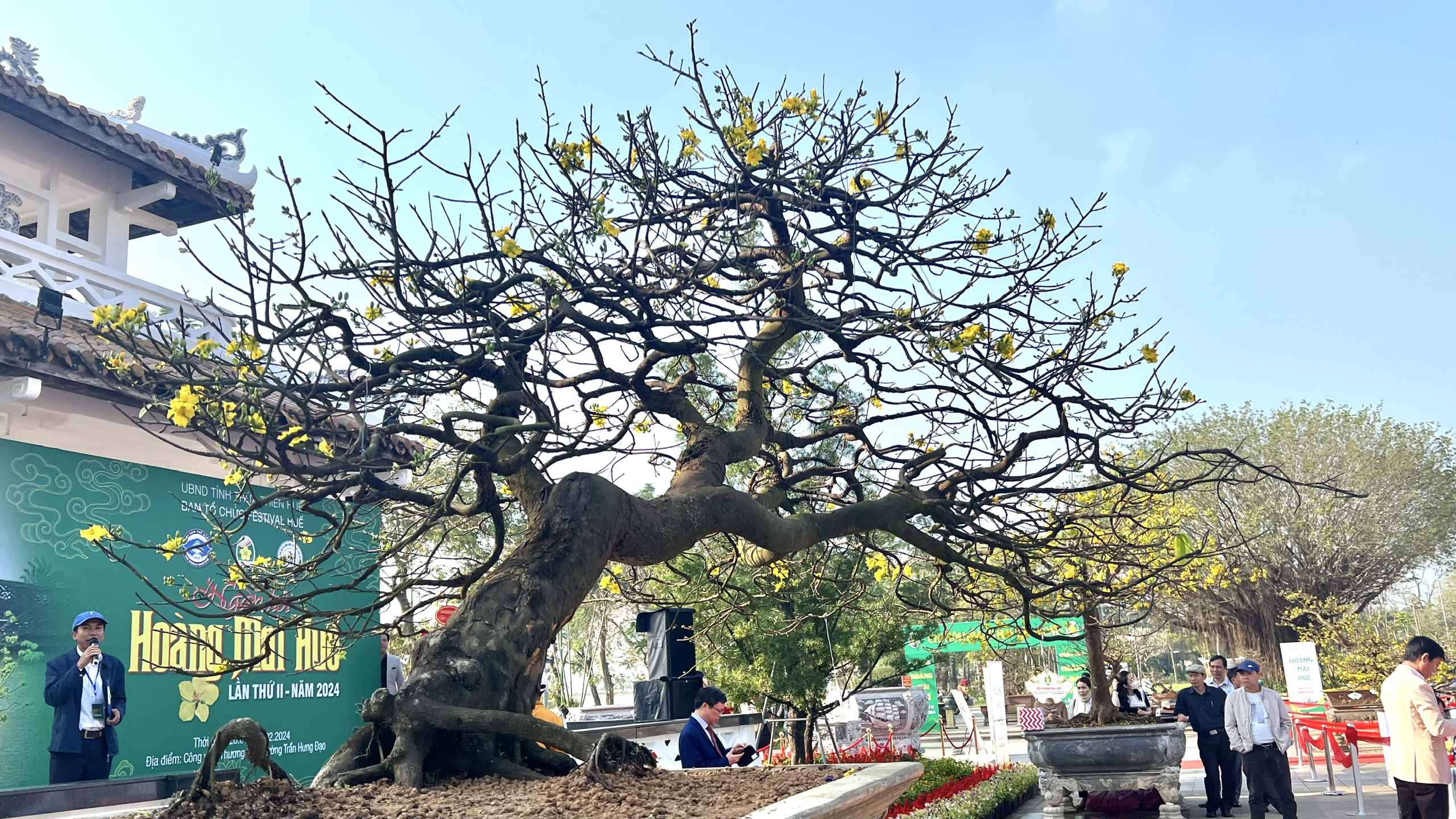 Ngẩn ngơ trước vẻ đẹp của mai vàng xứ Huế- Ảnh 16.